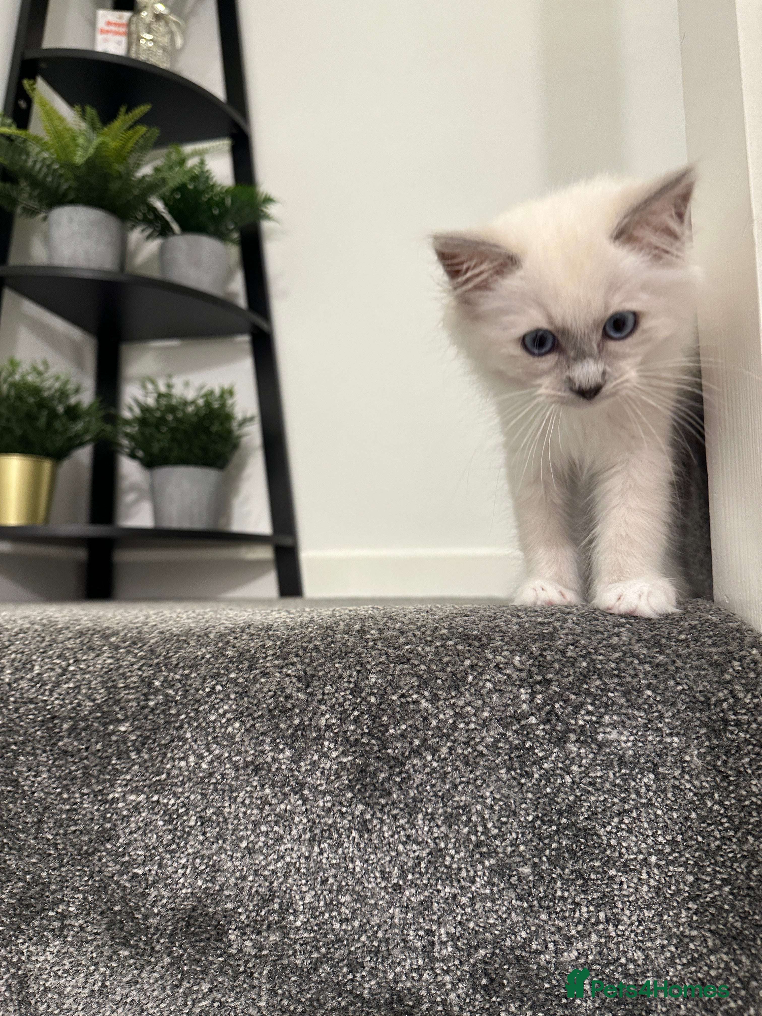 Ragdoll cats ‼️Ready to leave little prince x  - Advert 2
