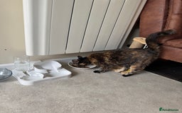 Domestic Shorthair cats for sale:  Two Adorable Cats Looking for a Loving Home 🏡 - Image 2