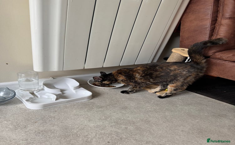 Domestic Shorthair cats - Advert 8