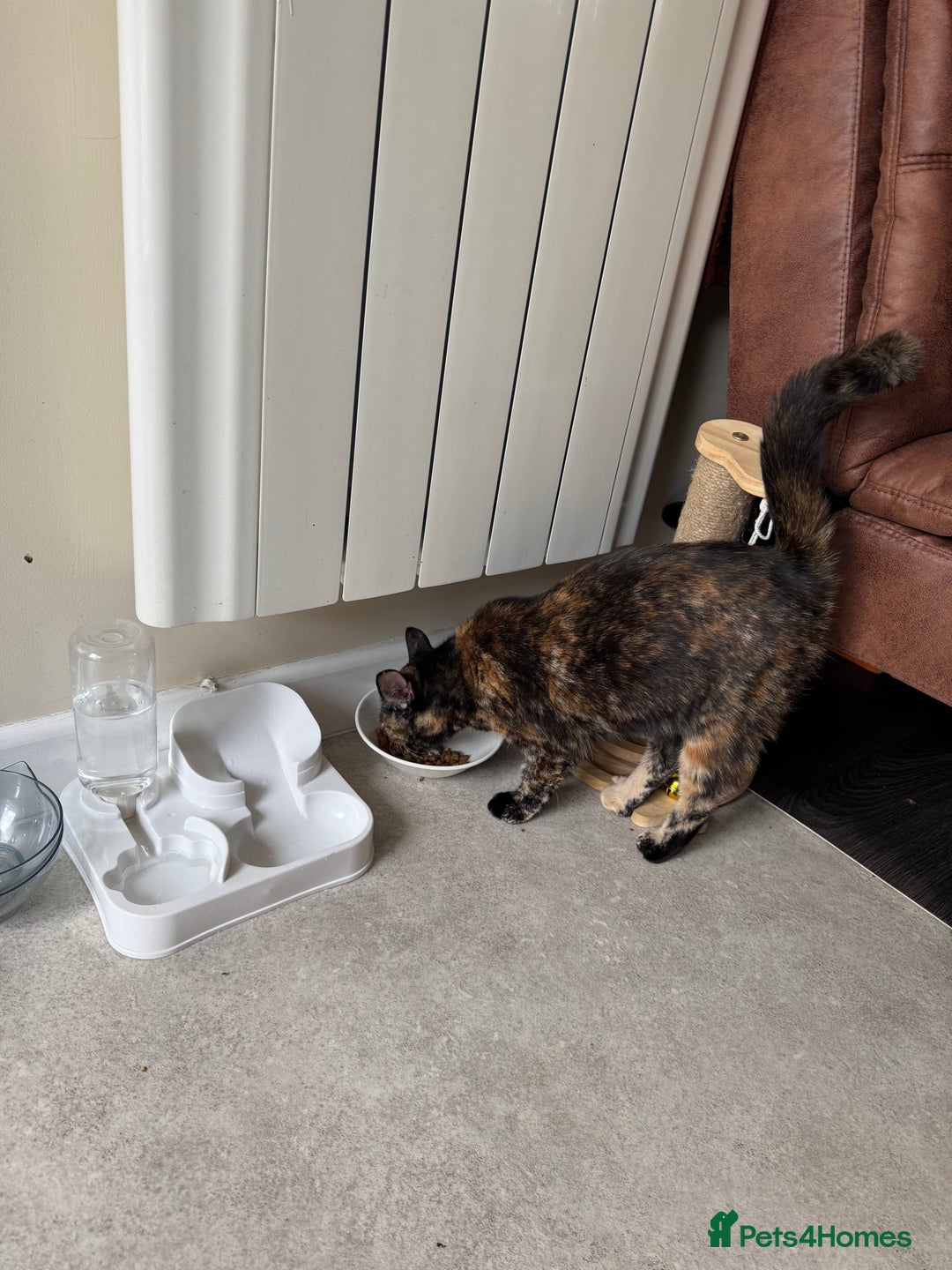Domestic Shorthair cats for sale:  Two Adorable Cats Looking for a Loving Home 🏡 - Image 2