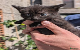 Mixed Breed cats for sale: 3 adorable kittens  - Image 3