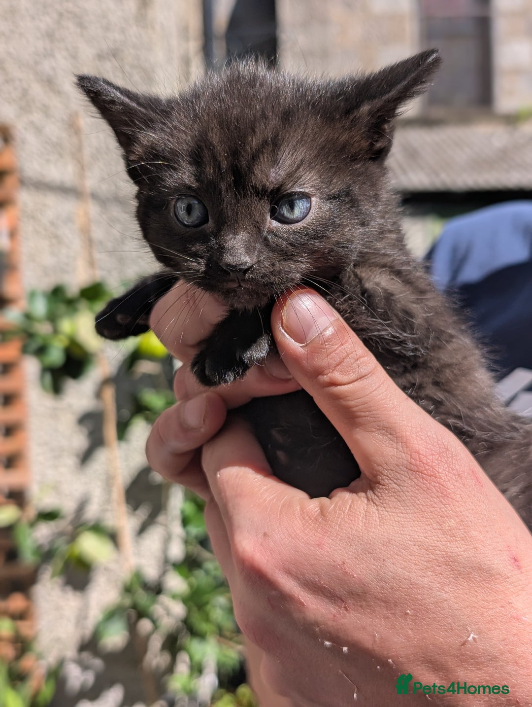 Mixed Breed cats for sale: 3 adorable kittens  - Image 3