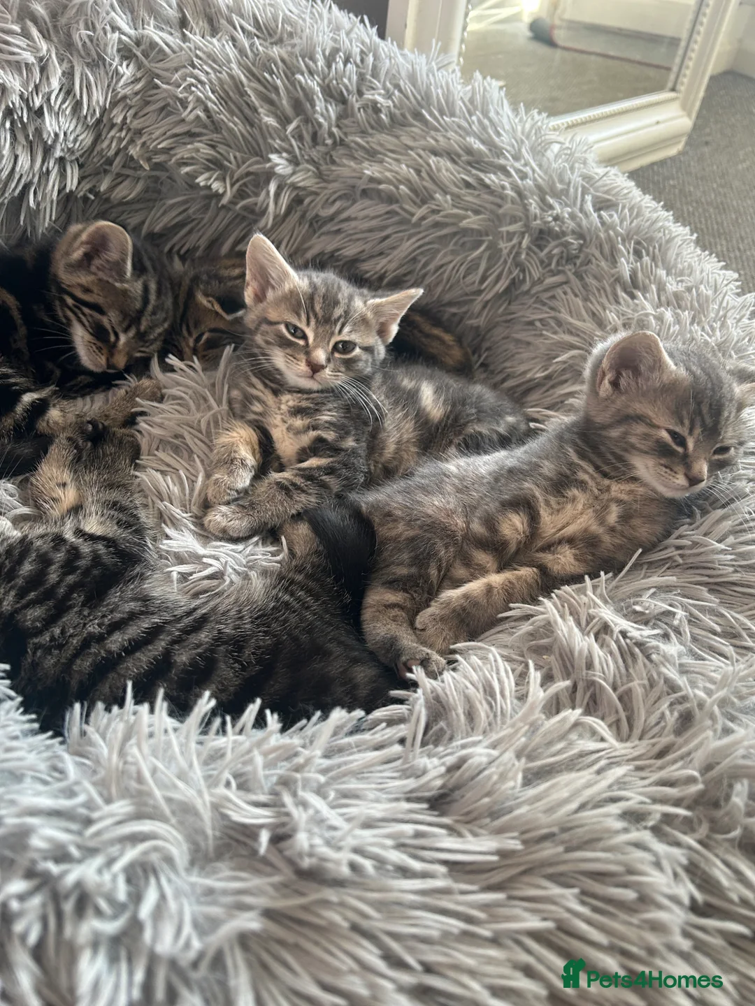 Mixed Breed cats for sale: 3 Kittens Looking for Loving Homes  - Advert 5