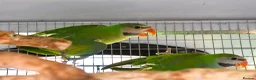 Parakeets birds for sale: Moustached Parakeets in Burnham-on-Sea - Advert 4