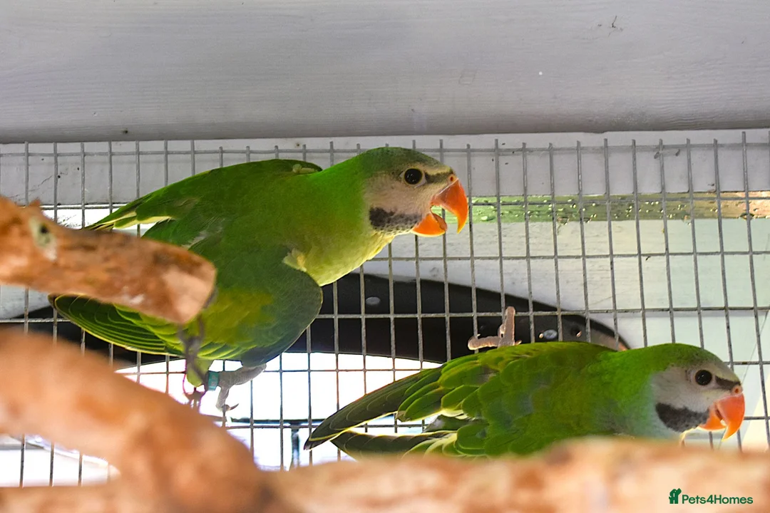 Parakeets birds for sale: Moustached Parakeets in Burnham-on-Sea - Advert 4