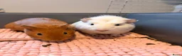 Guinea Pig rodents for sale: 2 Female guinea pigs (4 Months Old)  in Braunton - Advert 4