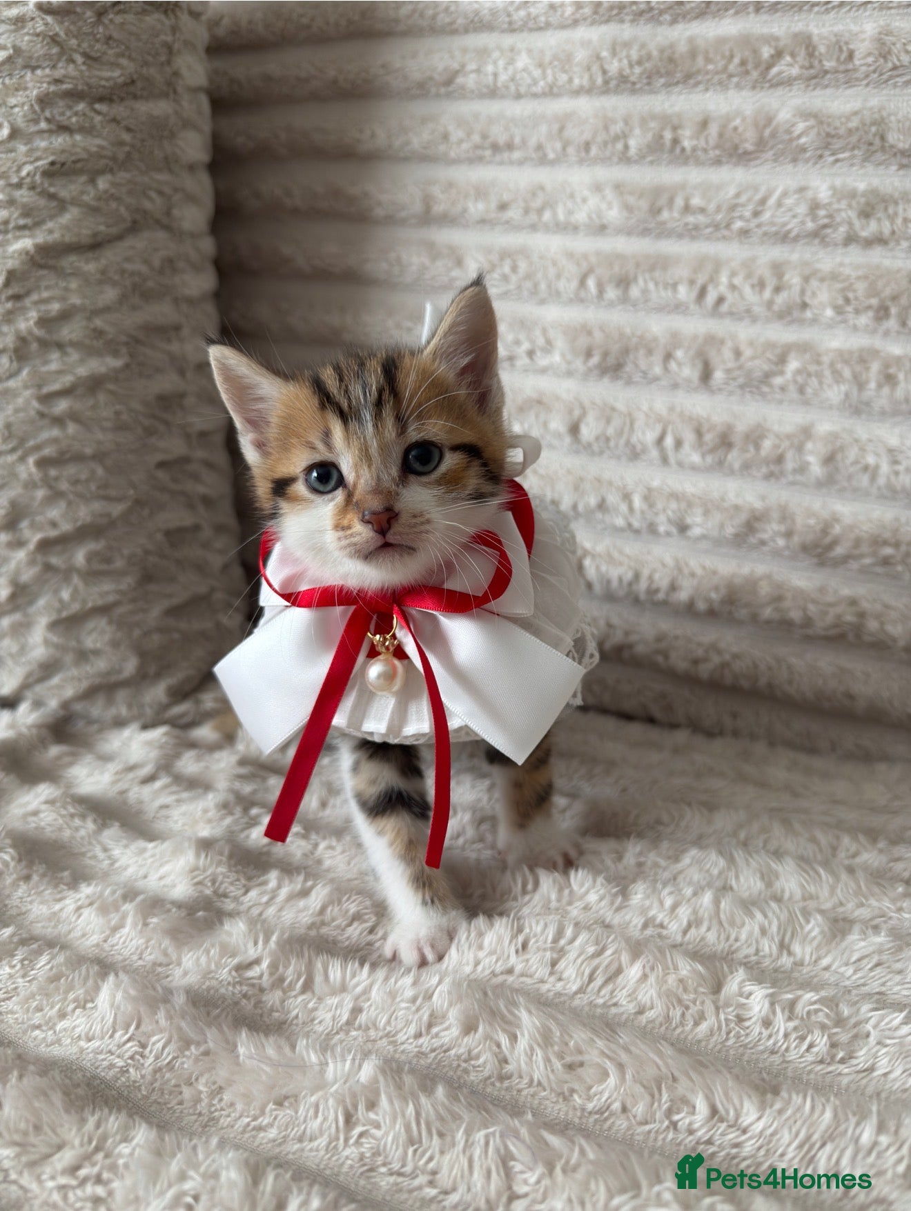 Mixed Breed cats Sweet kittens are looking for a new home. - Advert 2