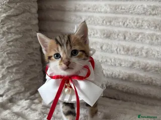 Mixed Breed cats Sweet kittens are looking for a new home. - Advert 2