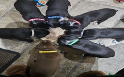 Mixed Breed dogs for sale: Litter of 7 dalmatian cross puppies - Image 7