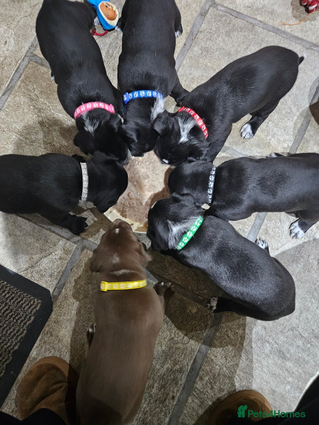 Mixed Breed dogs for sale: Litter of 7 dalmatian cross puppies - Image 7