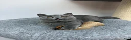 British Shorthair cats for sale: British shorthair Kitten  - Advert 6