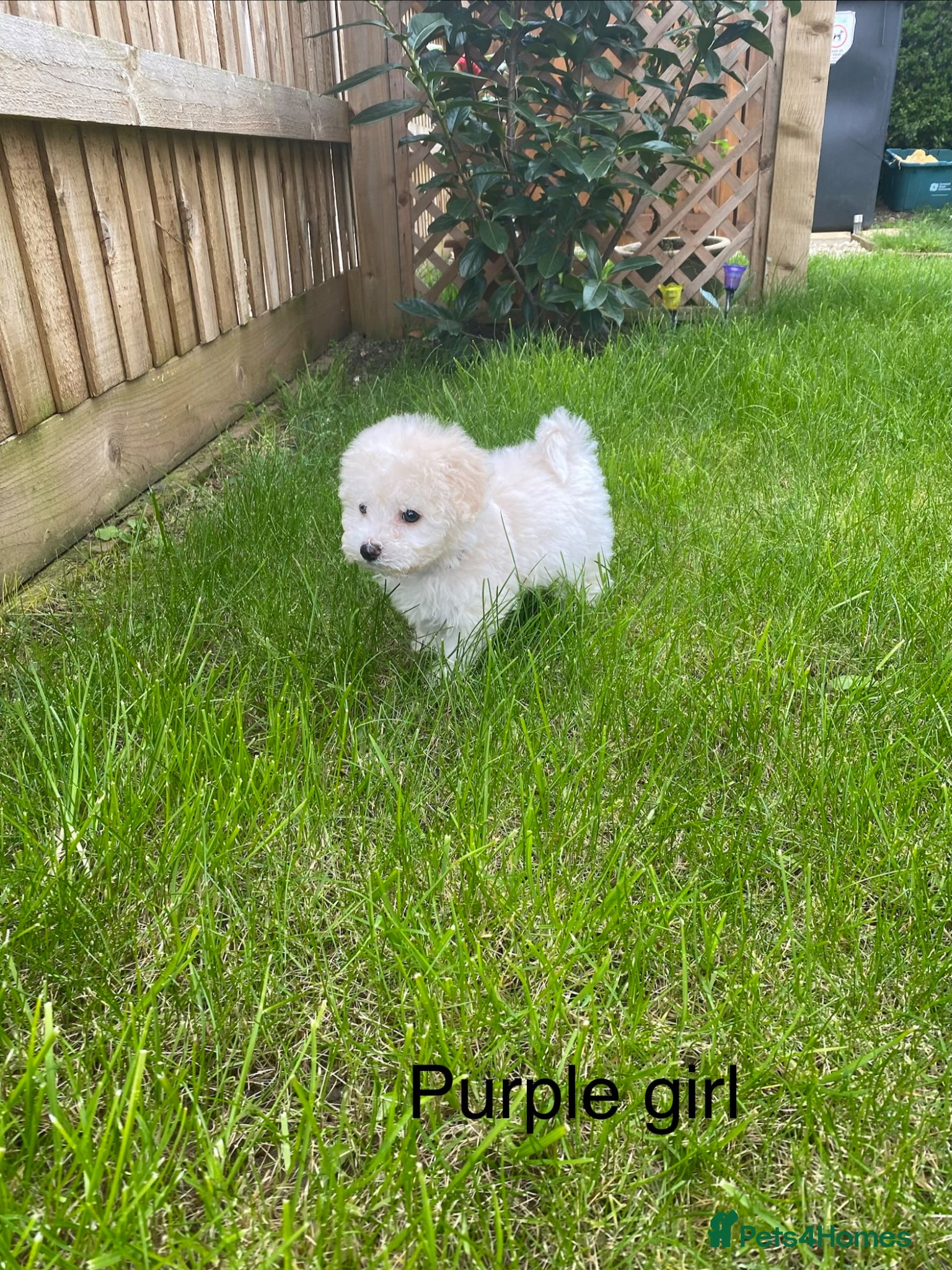 Bichon Frise dogs Beautiful Bichon Puppies – 3 Girls & 2 Boys - Advert 2