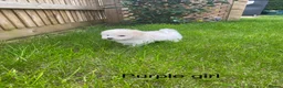 Bichon Frise dogs for sale: Beautiful Bichon Puppies – 3 Girls & 2 Boys - Advert 10