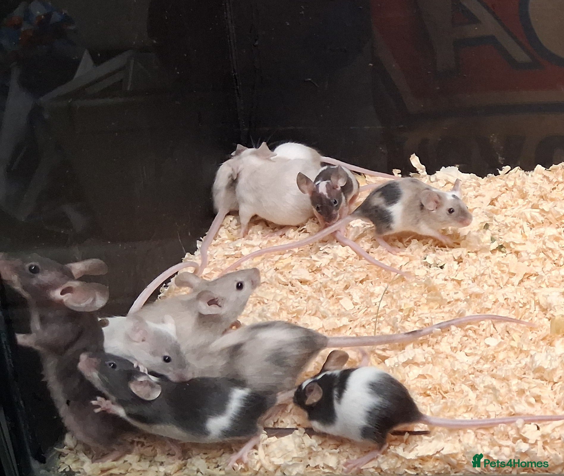 Mouse rodents for sale: Baby Female Fancy Mice - Advert 1