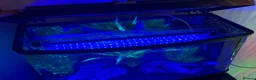 Axolotl reptiles for sale: 🦎 Two Adult Axolotls + Complete Aquarium Setup in Swansea - Advert 6