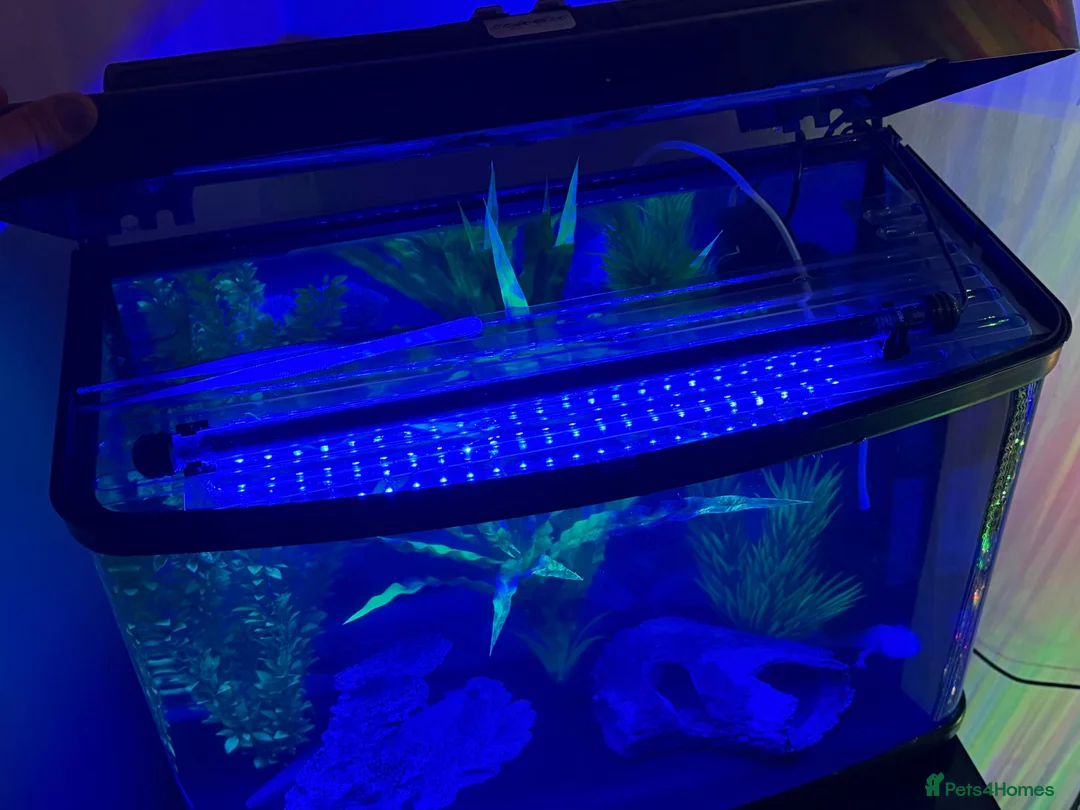 Axolotl reptiles for sale: 🦎 Two Adult Axolotls + Complete Aquarium Setup in Swansea - Advert 6