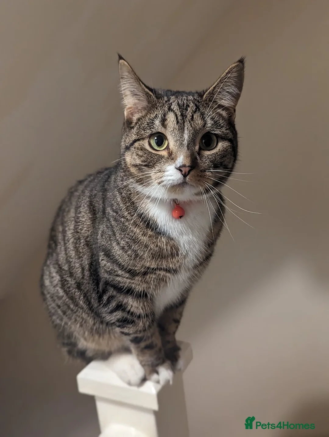 Domestic Shorthair cats for sale: Bella, Edward & Klaus in Sittingbourne - Advert 6