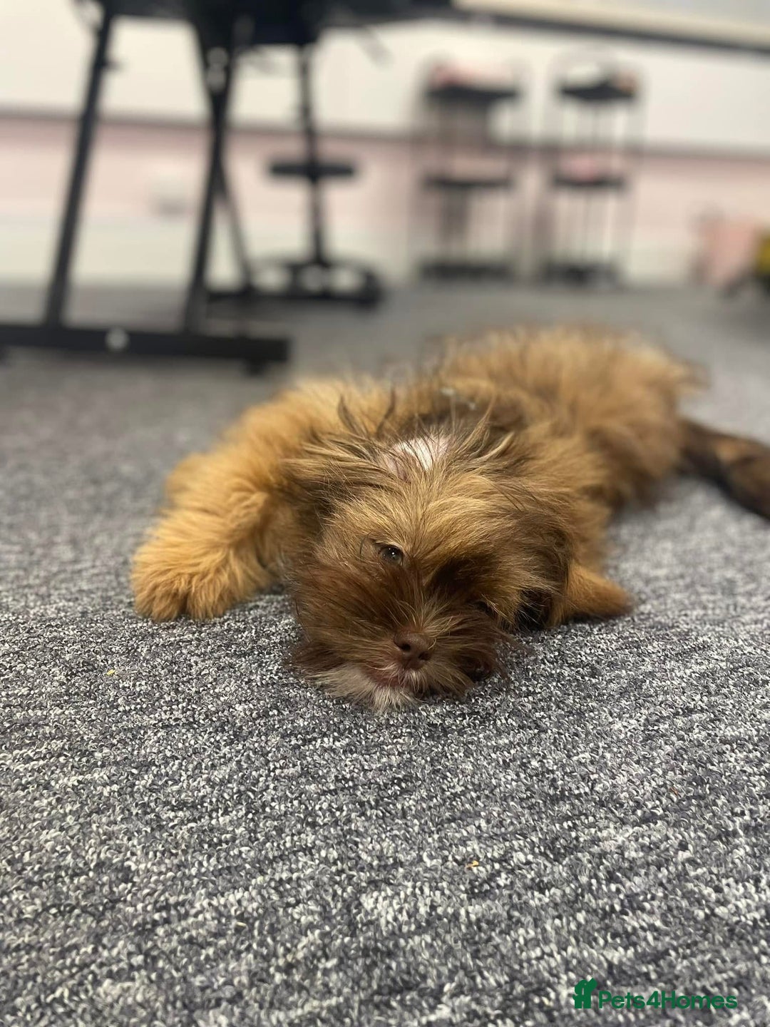 Mixed Breed dogs for sale: Gentle, Child-Friendly Dog Seeking a Loving Home - Advert 15