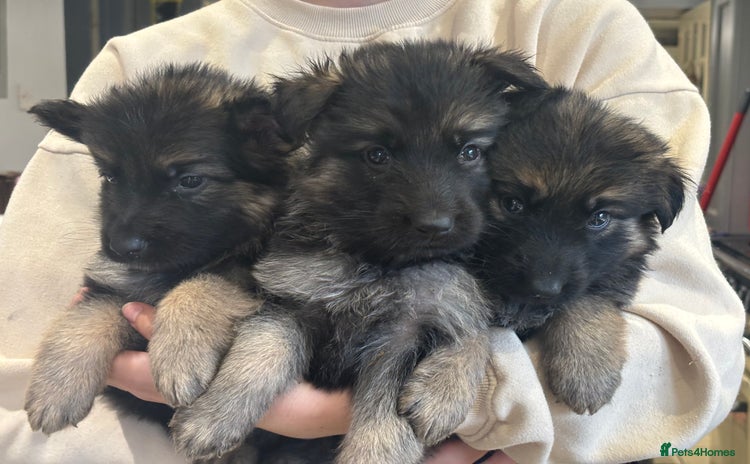 German Shepherd dogs - Advert 1
