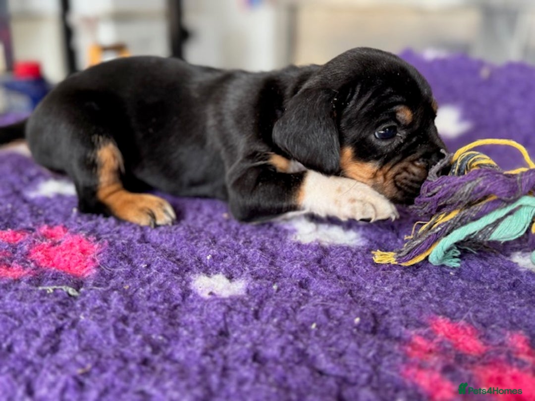 Mixed Breed dogs for sale: French Bulldog x English springer spaniel pups  - Image 6