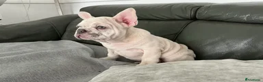 French Bulldog 7