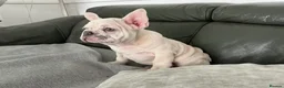 French Bulldog dogs for sale: French bulldog puppies are ready for a new home  - Advert 19