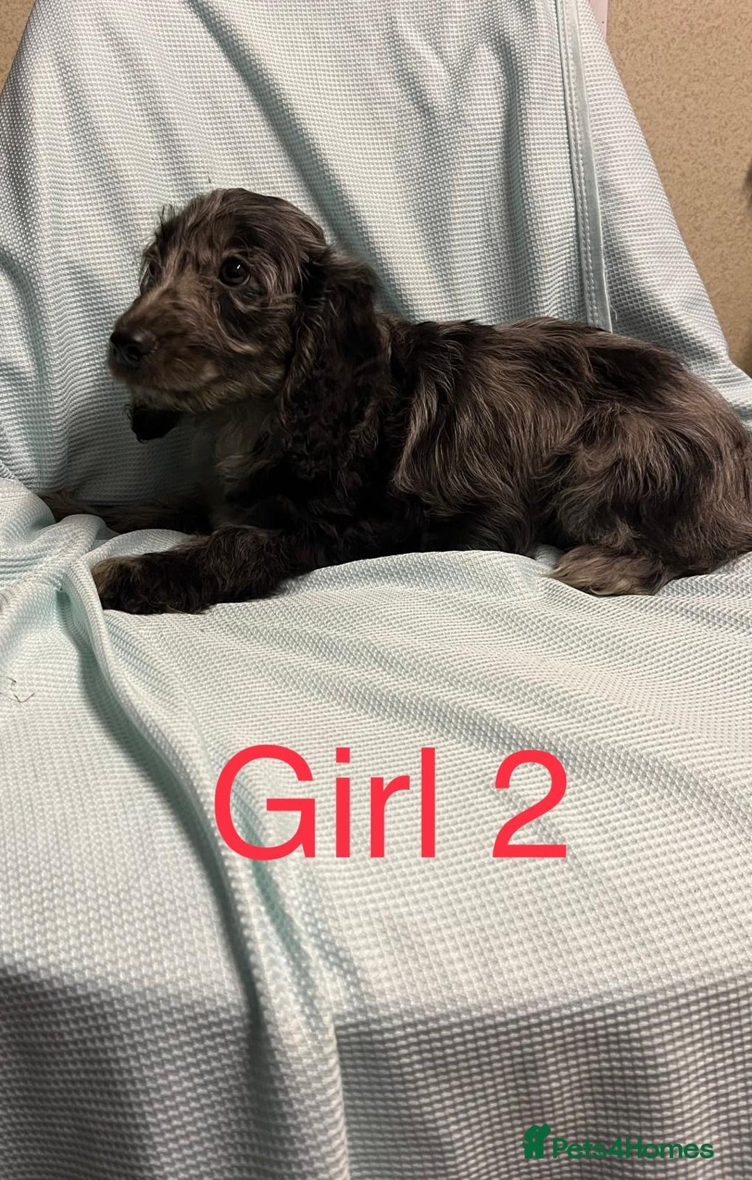 Cockapoo dogs for sale: Ready now unusual all types of colours - Advert 2