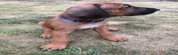 Rhodesian Ridgeback dogs for sale: Rhodesian Ridgeback puppies, health tested kc reg - Advert 18
