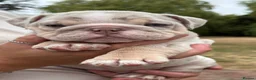 English Bulldog dogs for sale: Beautiful English Bulldog Bitch Puppy  - Advert 1