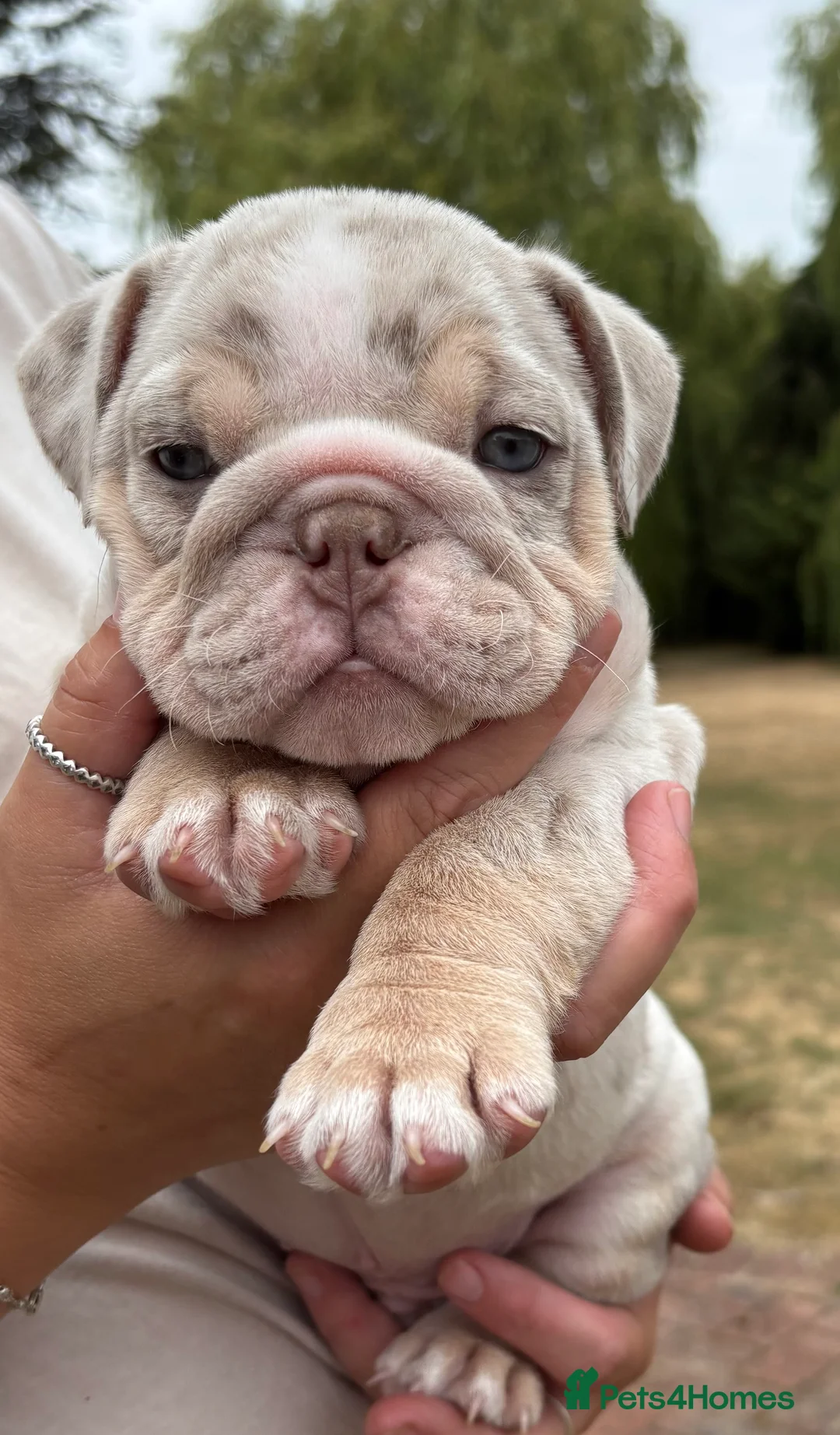 English Bulldog dogs for sale: Beautiful English Bulldog Bitch Puppy  - Advert 1