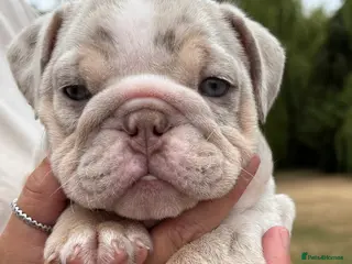 English Bulldog dogs Very Pretty Chunky Bulldogs ready now - Advert 9