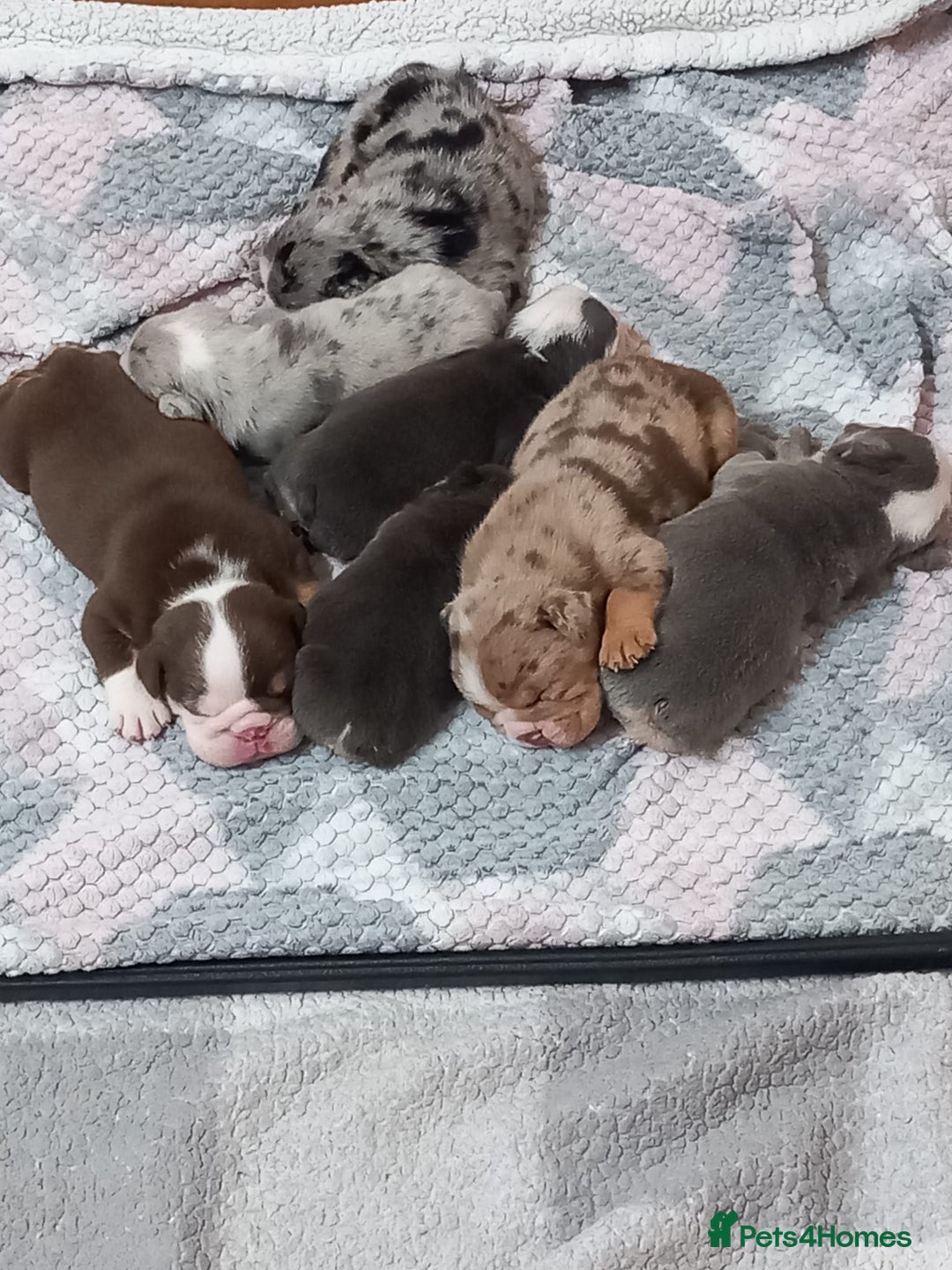English Bulldog dogs for sale: Beautiful English bulldogs for sale 2 left - Image 2
