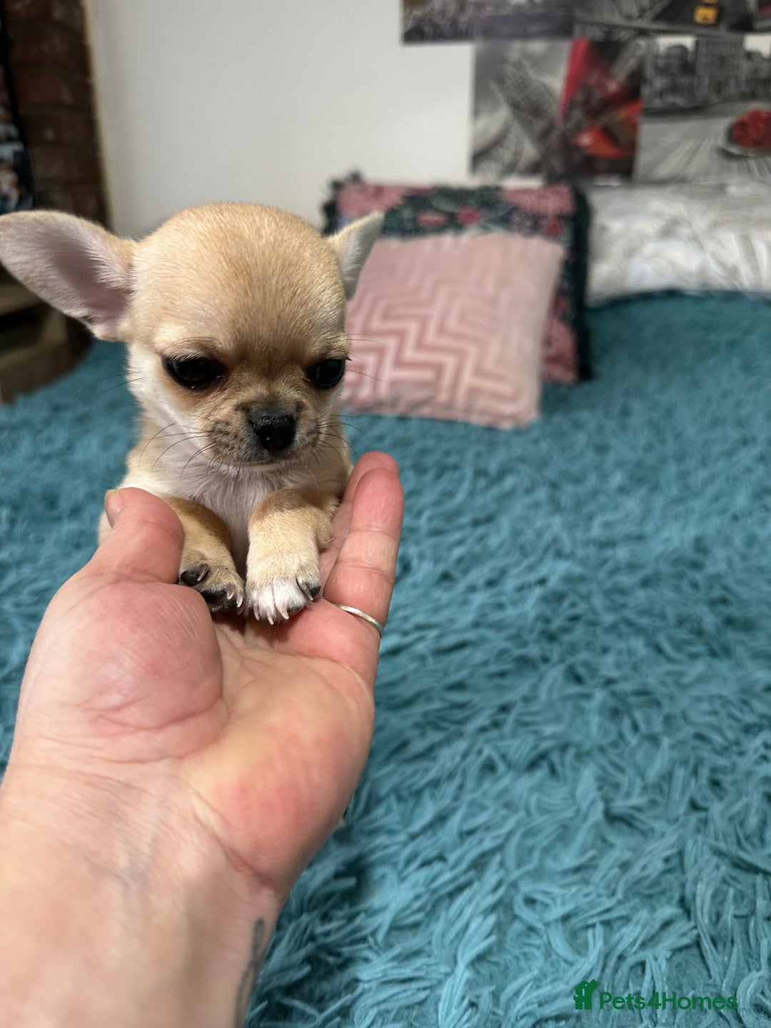 Chihuahua dogs for sale: Beautiful cream girls - Advert 14