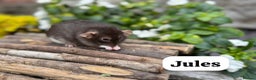 Rat rodents for sale: Beautiful baby full size and dwarf rats ready 9Dec - Advert 21