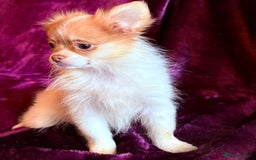 Mixed Breed dogs for sale: IMPERIAL SHITZU x POMERANIAN PUPS - Image 6