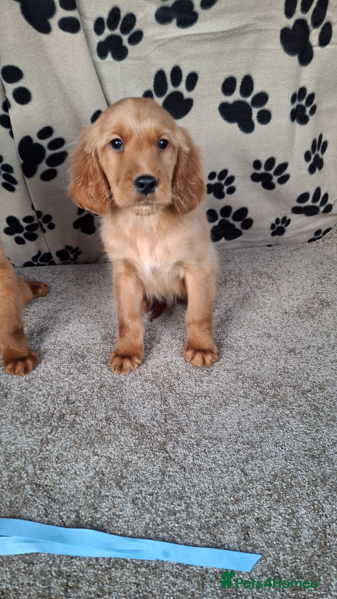 Mixed Breed dogs for sale: Beautiful golden irish puppies. - Advert 5