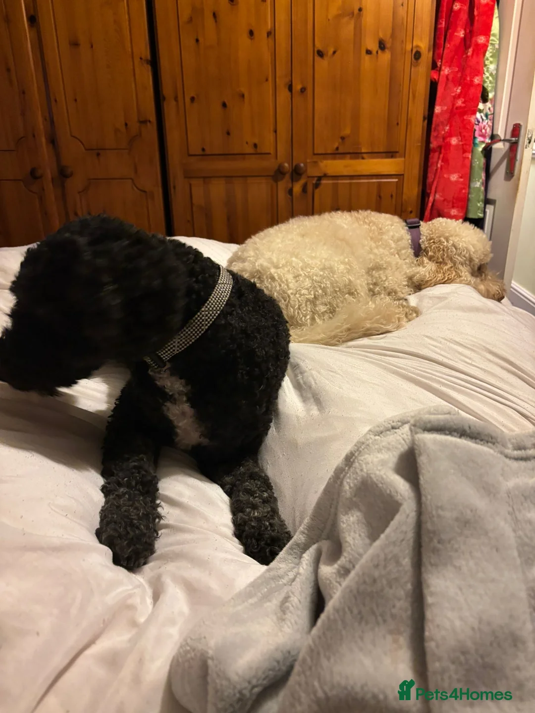 Mixed Breed dogs for adoption: 💙BUDDY💙 6-year-old lively & loving Cockapoo boy  - Advert 4