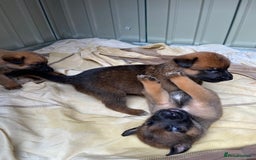 Belgian Shepherd Dog dogs for sale: Belgian Malinois puppy’s  - Image 7
