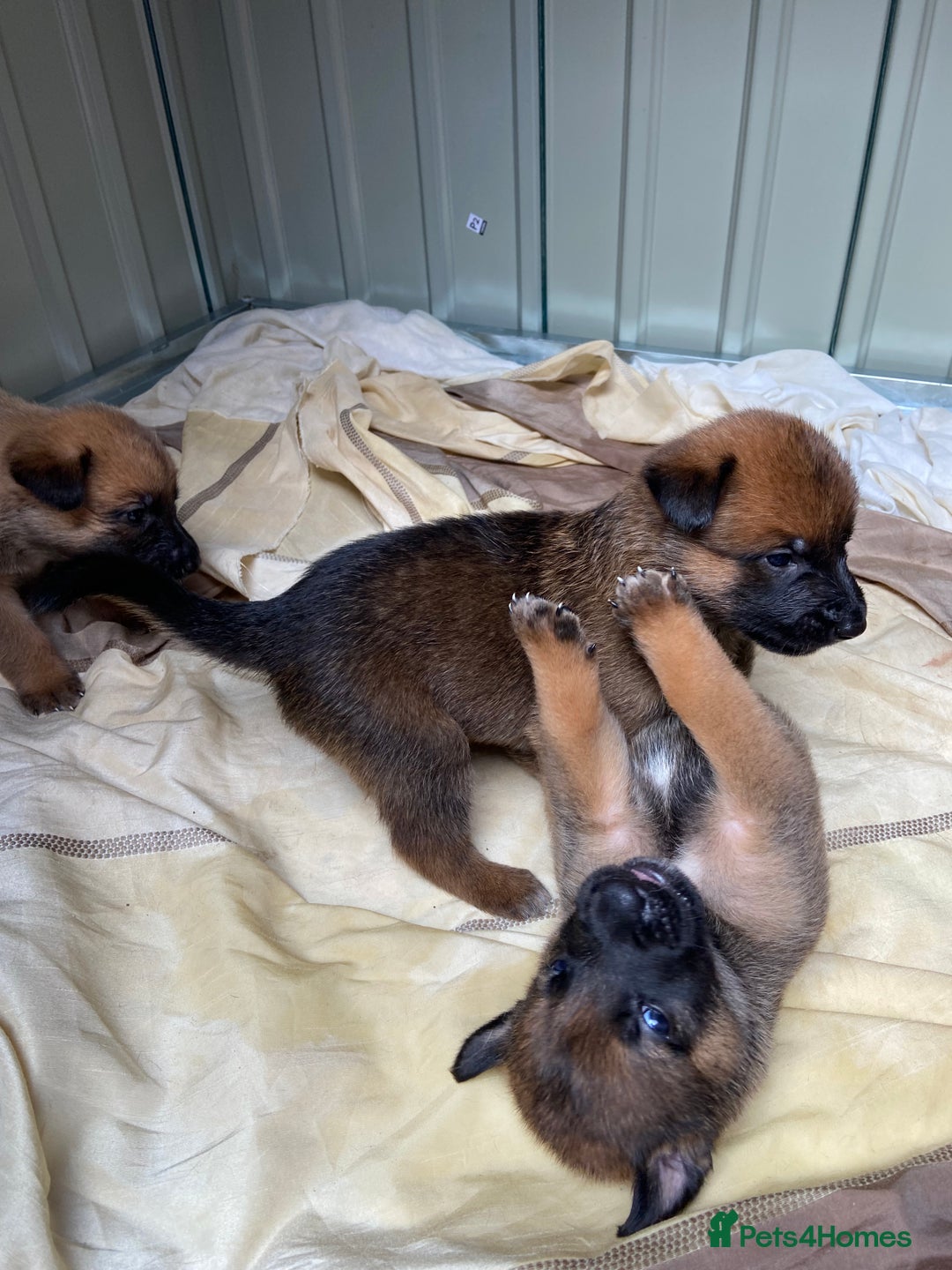 Belgian Shepherd Dog dogs for sale: Belgian Malinois puppy’s  - Image 7