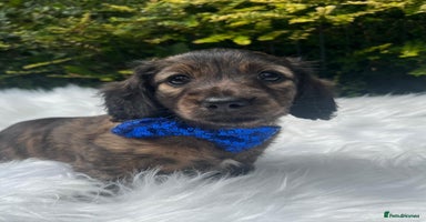 Miniature Dachshund dogs - Advert 4