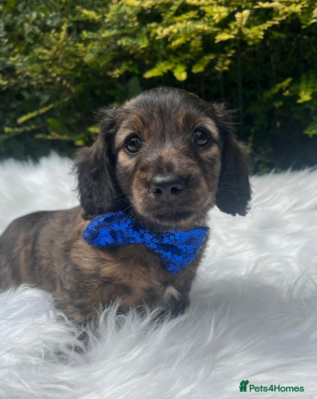 Miniature Dachshund dogs for sale: Beautiful KC mini L/h girls - Image 3