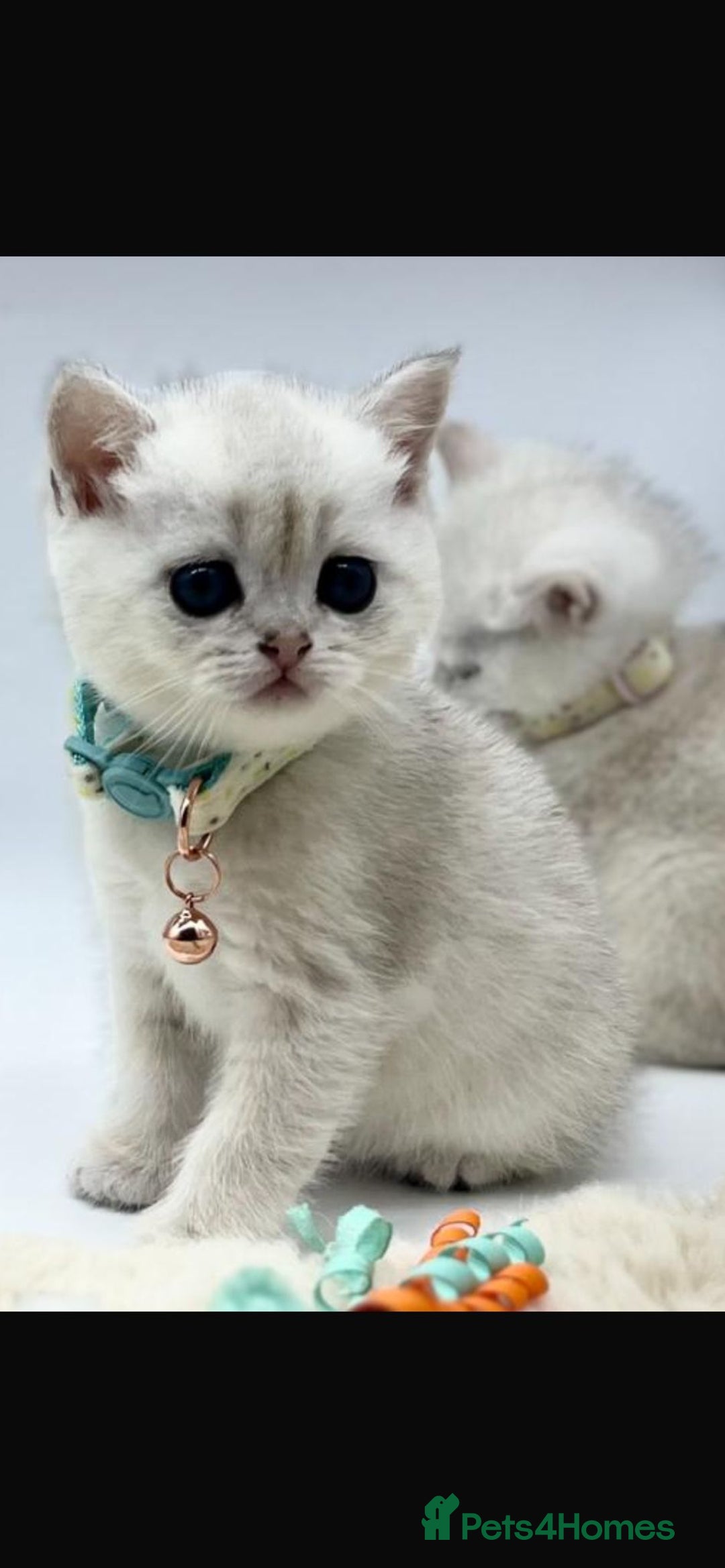 Scottish Fold cats for sale: Beautiful Scottish Straight Kittens - Advert 25