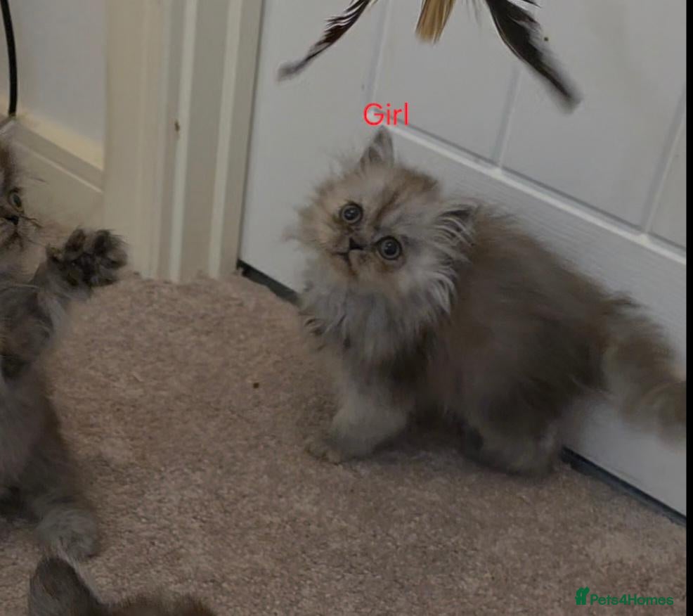 Persian cats 🐾 Beautiful Silver Shaded & Black Persian Kittens - Advert 3