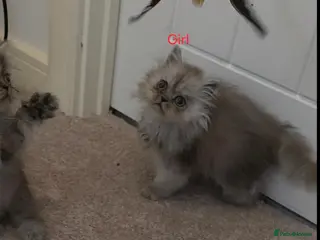Persian cats 🐾 Beautiful Silver Shaded & Black Persian Kittens - Advert 3