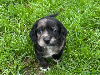 Cocker Spaniel dogs STUNNING WORKING COCKER SPANIEL PUPS - Advert 3
