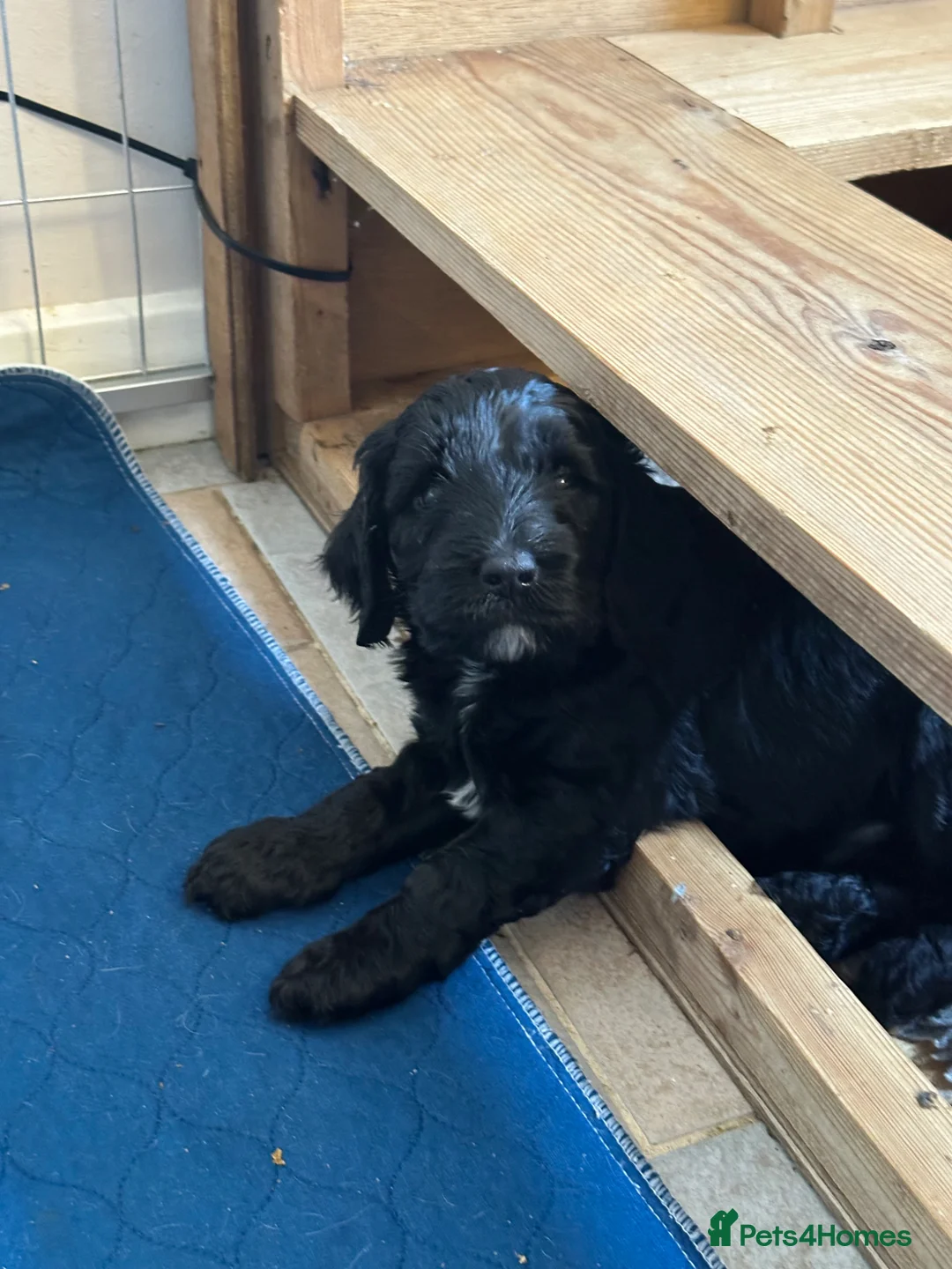 Mixed Breed dogs for sale: Sprockerpoo puppies looking for their forever home - Advert 17