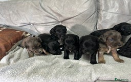 Cockapoo dogs for sale: Beautiful cockapoos  - Image 7