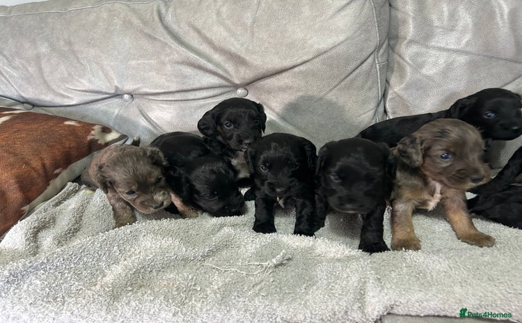 Cockapoo dogs Beautiful cockapoos  - Advert 15