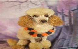 Cockapoo dogs for sale: Champion Line 🏆 F1 Miniature Cockapoo Puppies - Image 7
