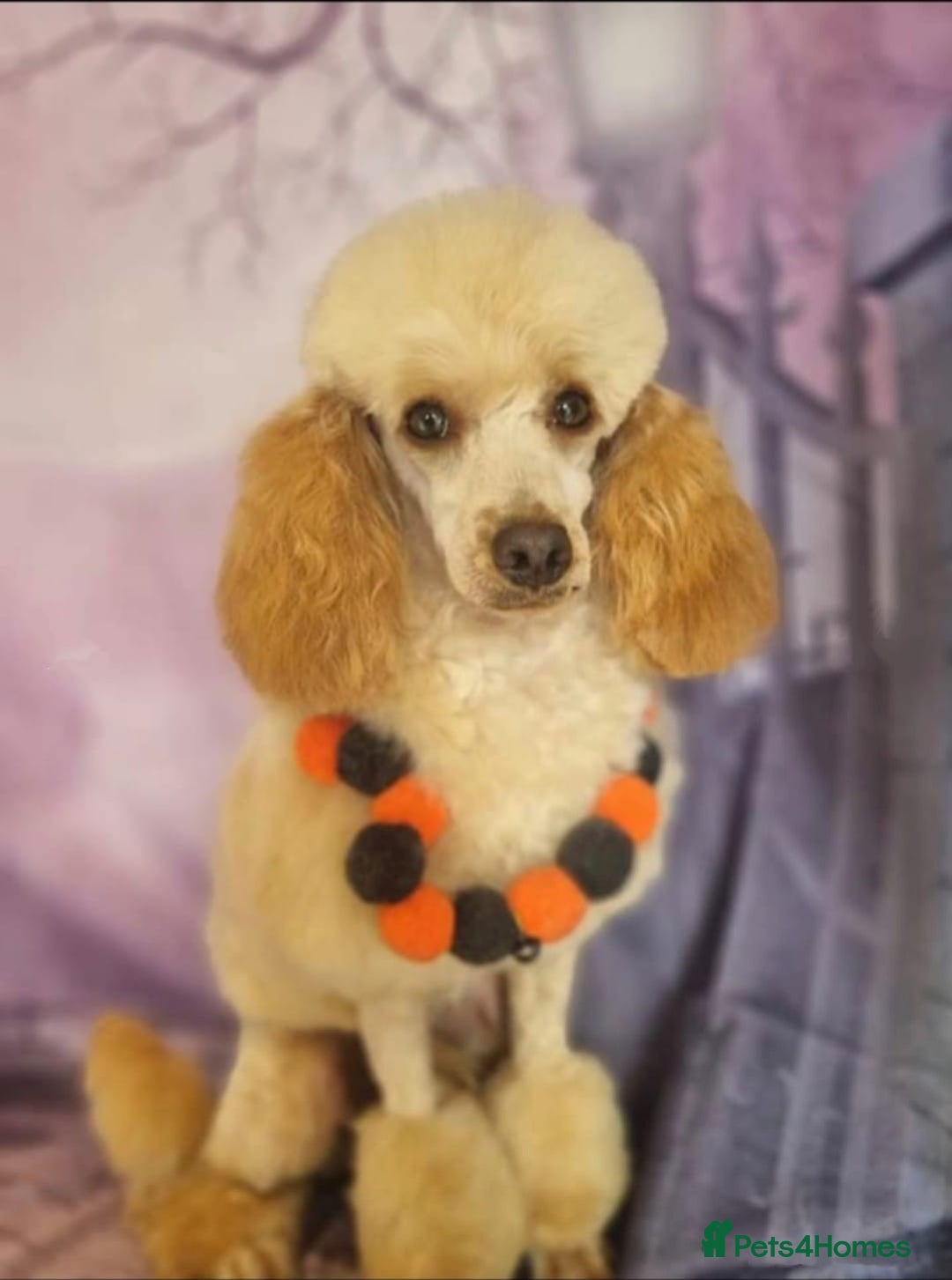 Cockapoo dogs for sale: Champion Line 🏆 F1 Miniature Cockapoo Puppies - Image 7